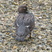 Falkland Steamerduck